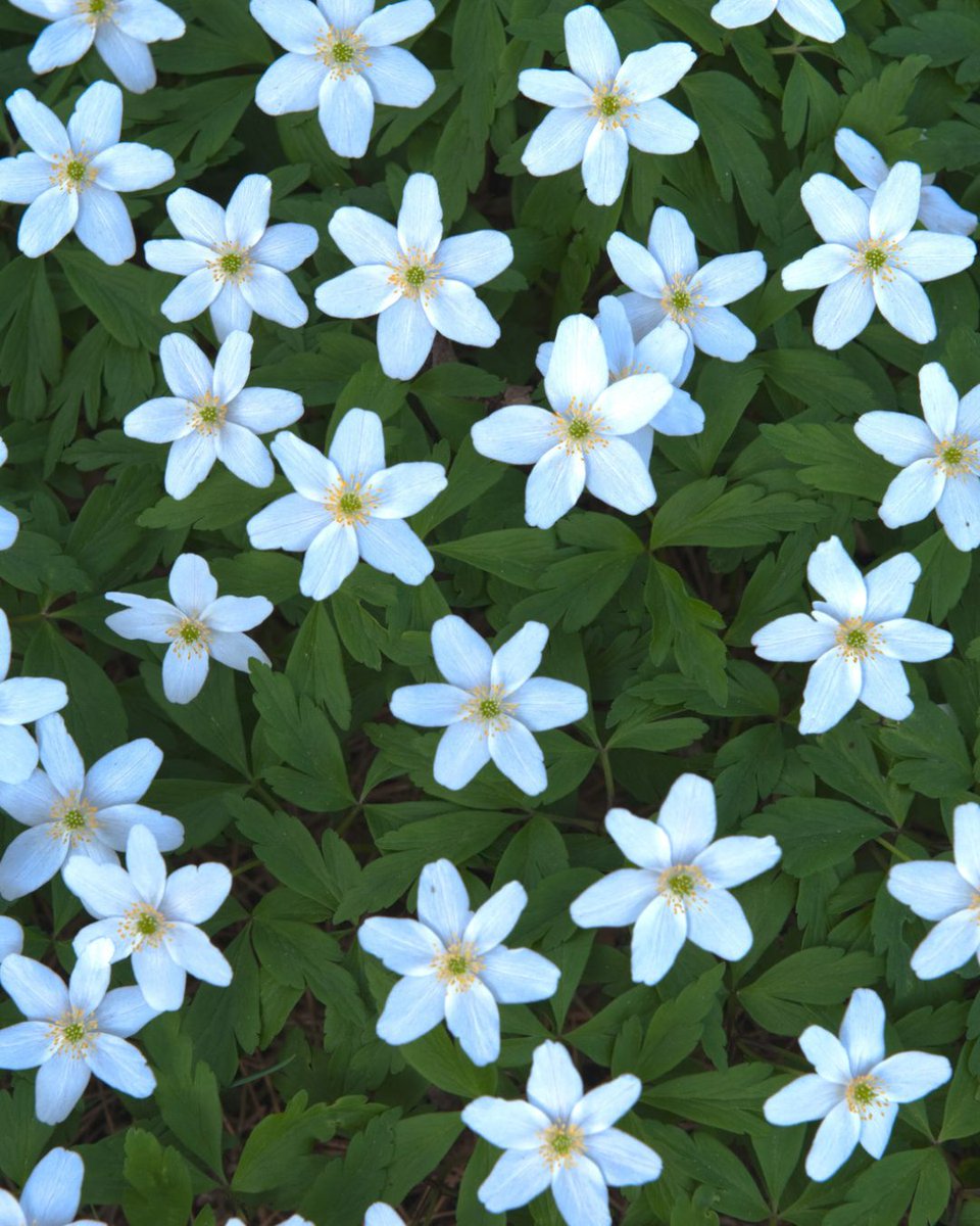 Wood anemones - white, star-shaped flowers - against their green foliage