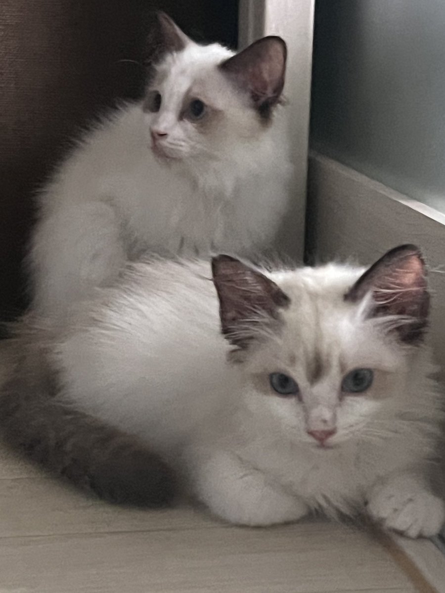 어쩌다보니 귀엽다 생각하긴 하지만 키울생각도 없고 팔자에도 없던 고양이가 두마리나... 집에 오게되어서 차 마실 짬이 나지 않아 못마시고 있다 둘다 꼬질꼬질 링웜에 허피스에 귀진드기 케어를 도맡아 하느라 시간이 없다. 그래도 요즘 야옹이들 몸이 많이 좋아져서 나도 좋다🐱🐱❣️