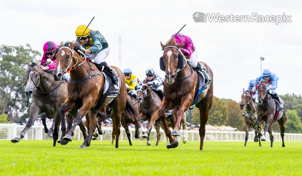 WesternRacepix's tweet photo. KINGS COURT - Ascot Sat 15th March @PerthRacing #WesternRacepix #IrishDay 

More 📸 https://t.co/SigLznXtDz https://t.co/iNssTEt0fq