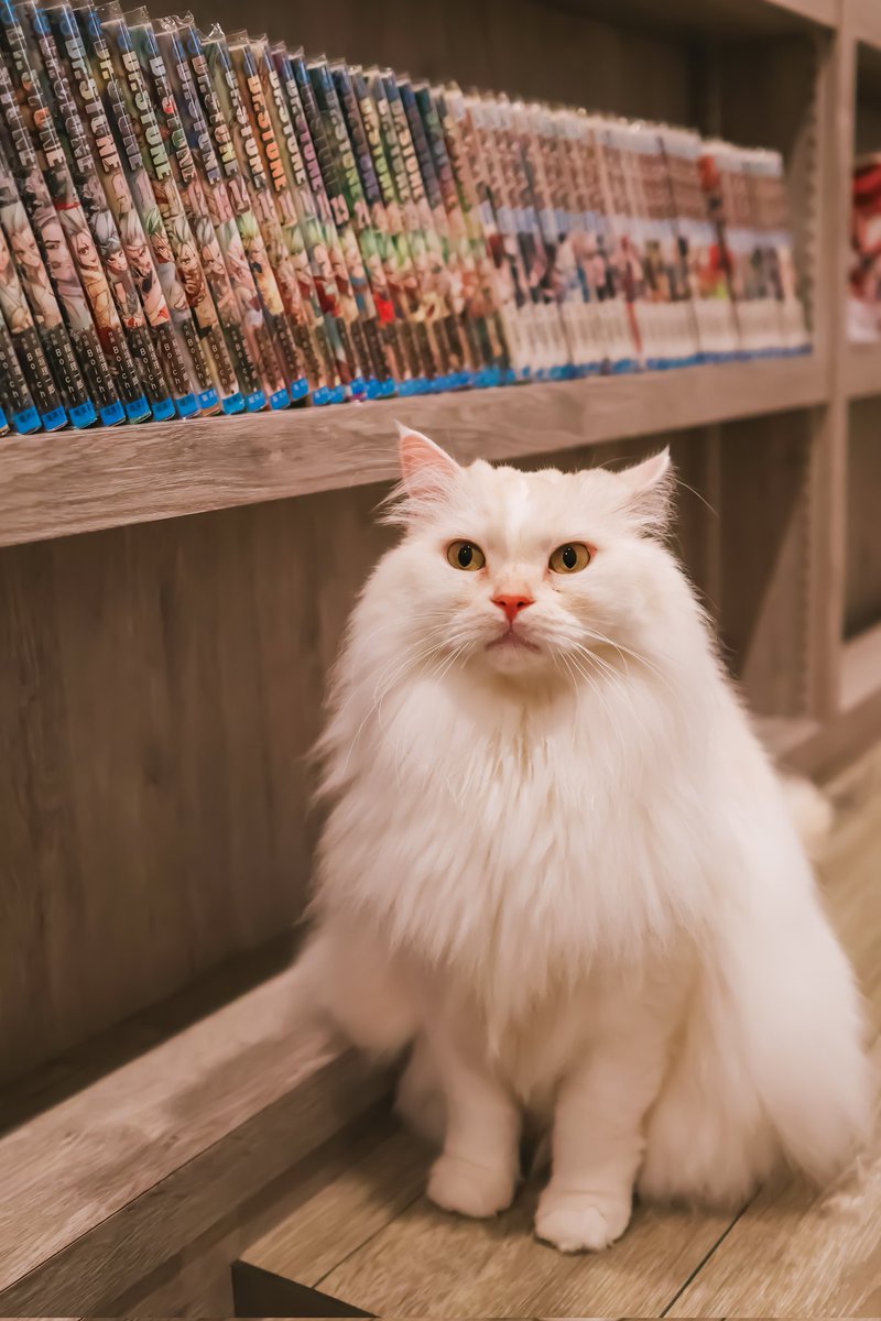 昨年、猫カフェにて🐈

#猫カフェ