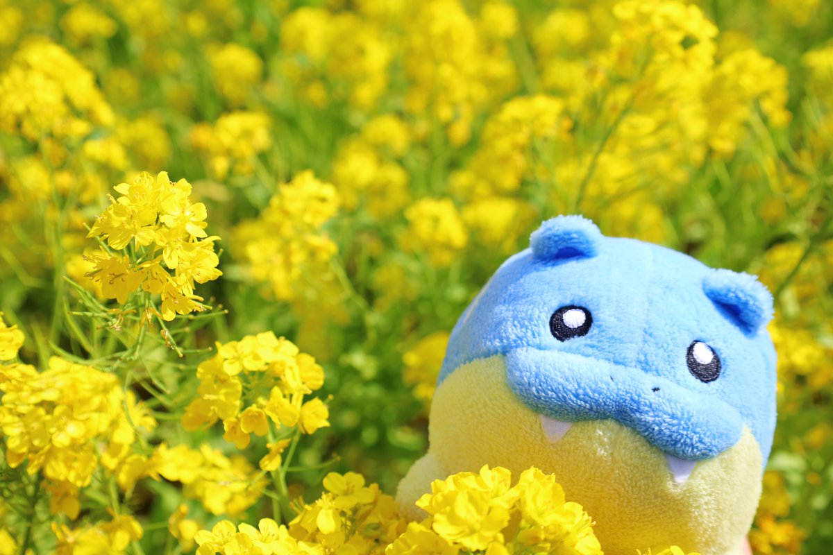 tamazata4's tweet photo. 🌼 https://t.co/xsShqDRVdp