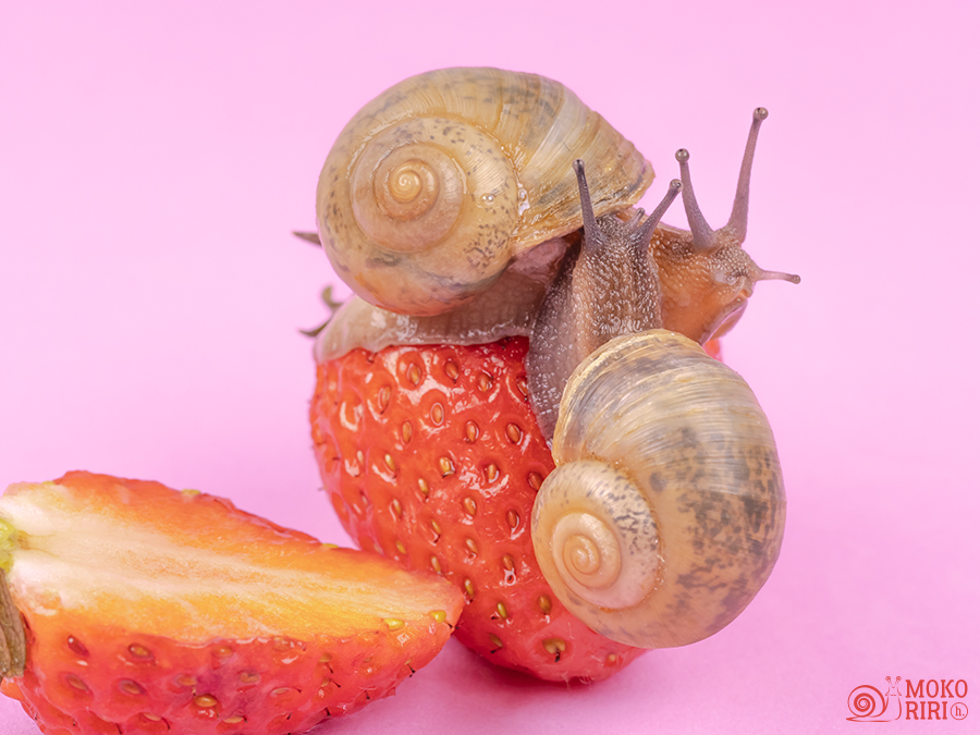 snails (@hdot_mokoriri) / Posts / X