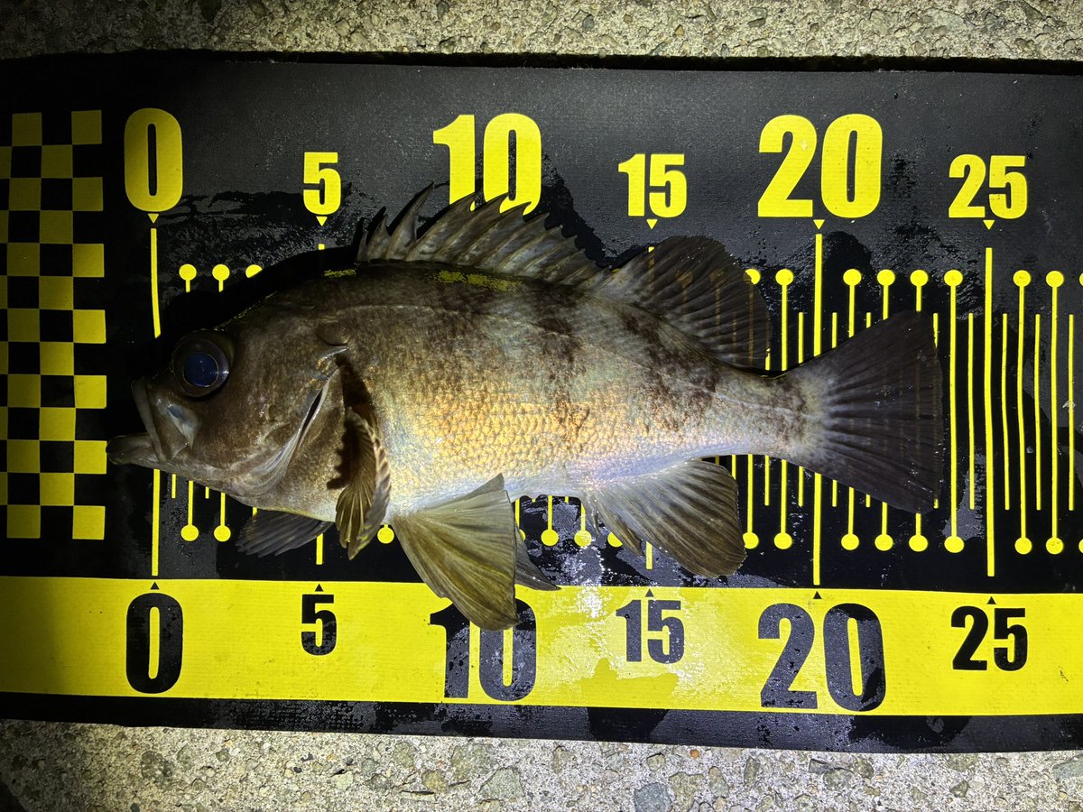 jeross_Chamile's tweet image. 満月周りはシブい…

#メバリング
#フロート
#高田屋覚醒カラー
#翡翠
#レベロク
#ラッキーS29