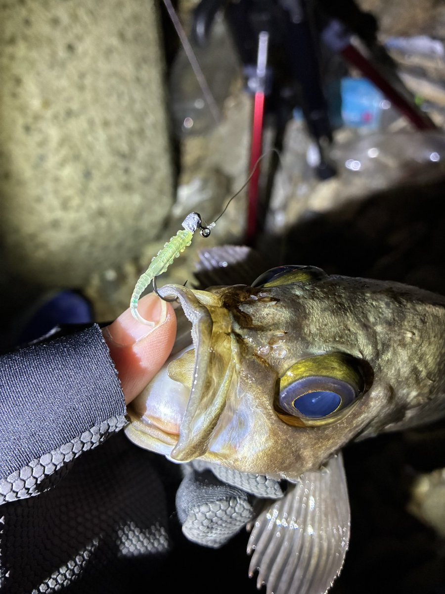 jeross_Chamile's tweet image. 満月周りはシブい…

#メバリング
#フロート
#高田屋覚醒カラー
#翡翠
#レベロク
#ラッキーS29