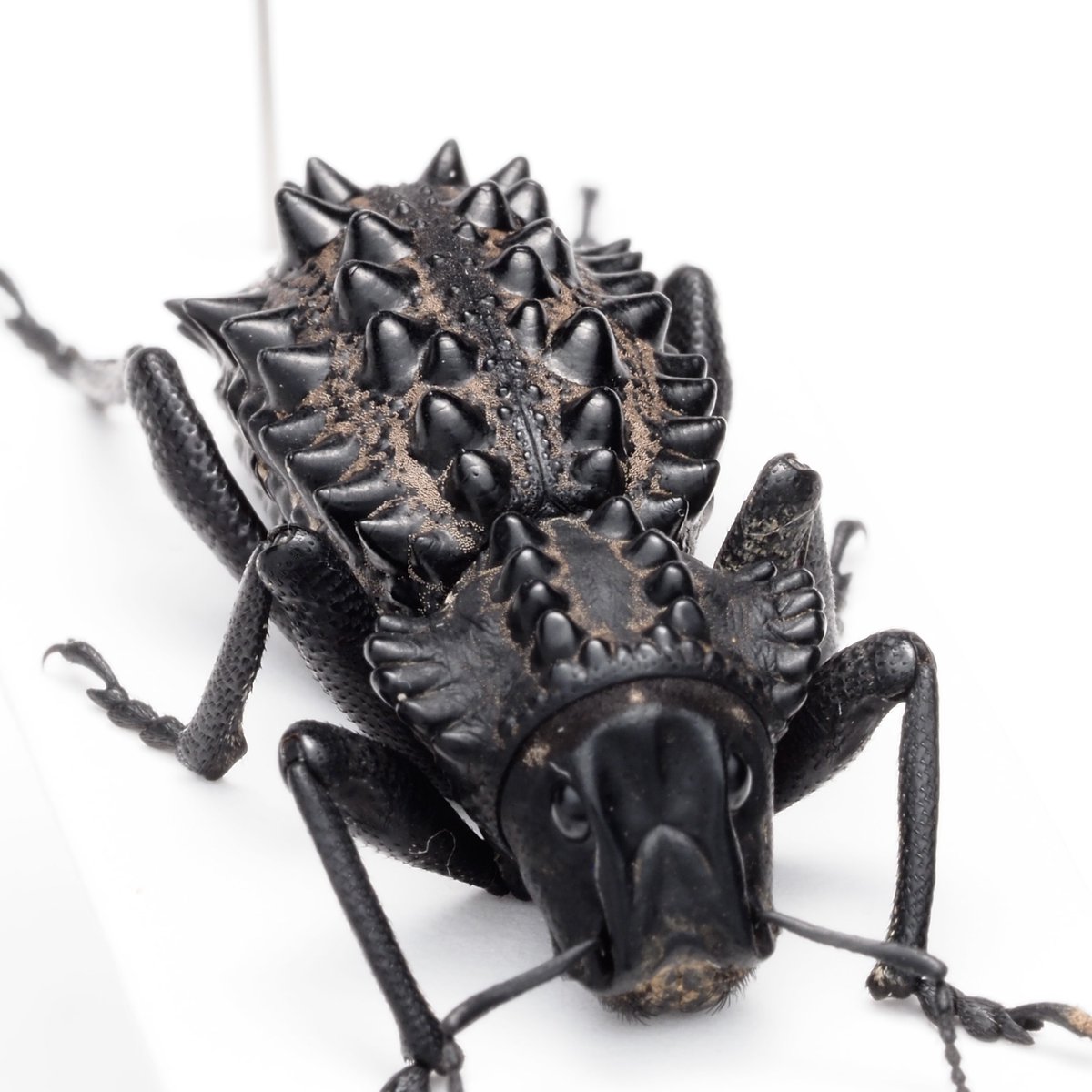 Gagatophorus draco / Australia🇦🇺 こちらは本属最大種、トゲの発達