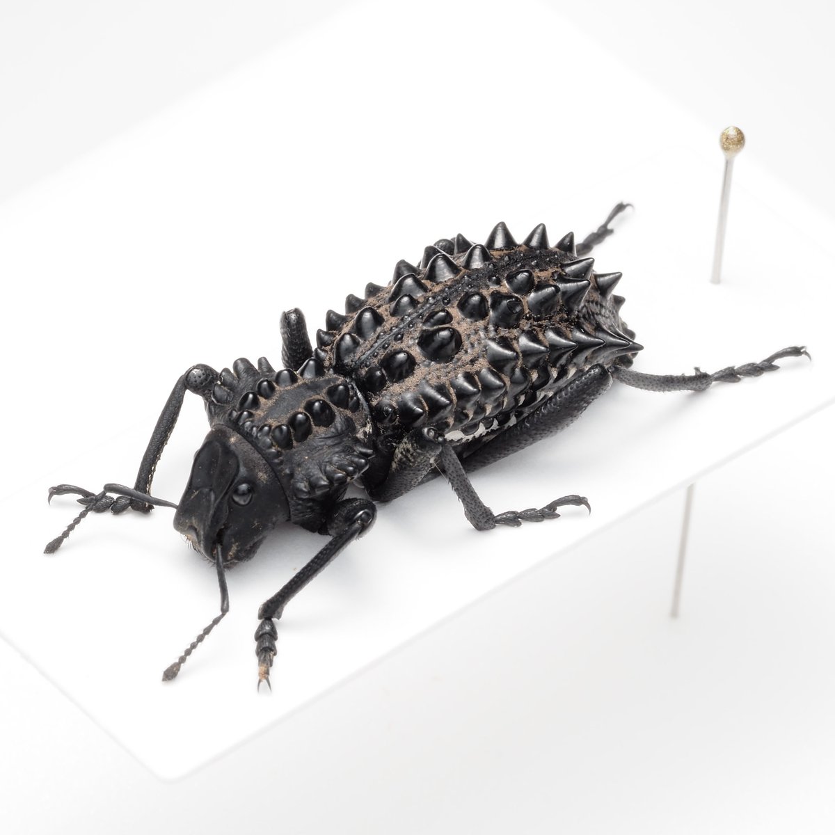 Gagatophorus draco / Australia🇦🇺 こちらは本属最大種、トゲの発達