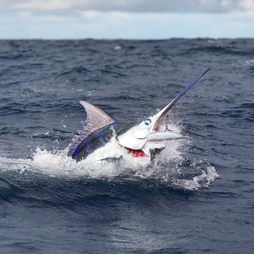 Got my 👁️ on you!
#GuyHarvey #GHF #ArtOfAdventure