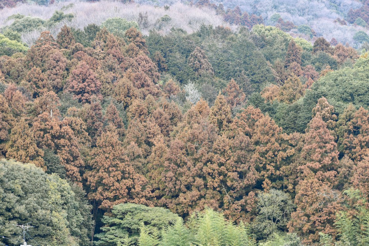 FlowerPhoto2's tweet photo. いい天気ですね！（曇り）
春が近づいてきてますね！（明日都内の最高気温は9℃）
春って、わくわくしますね！
あはははは！🥺🥺🥺 https://t.co/rELNgBQFLX