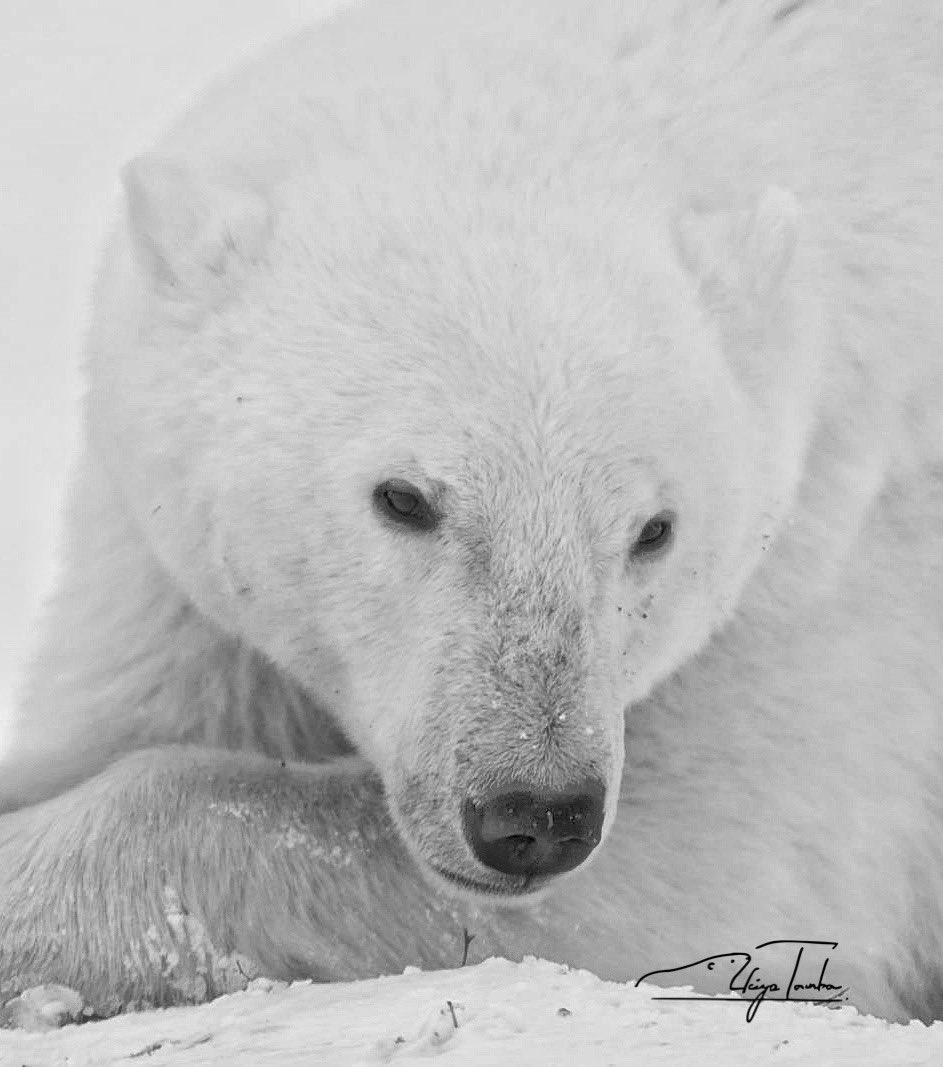 AkiyaTamba's tweet photo. We could not see what you see... Humans have treated such beautiful lives so badly.
#polarbear #wildlife #savethewildlife #savethepolarbears #シロクマ #しろくま #ホッキョクグマ #償っていかないと #出来ることはなんだろう #瞳に映るのはなに https://t.co/Qy0xVcVGyP