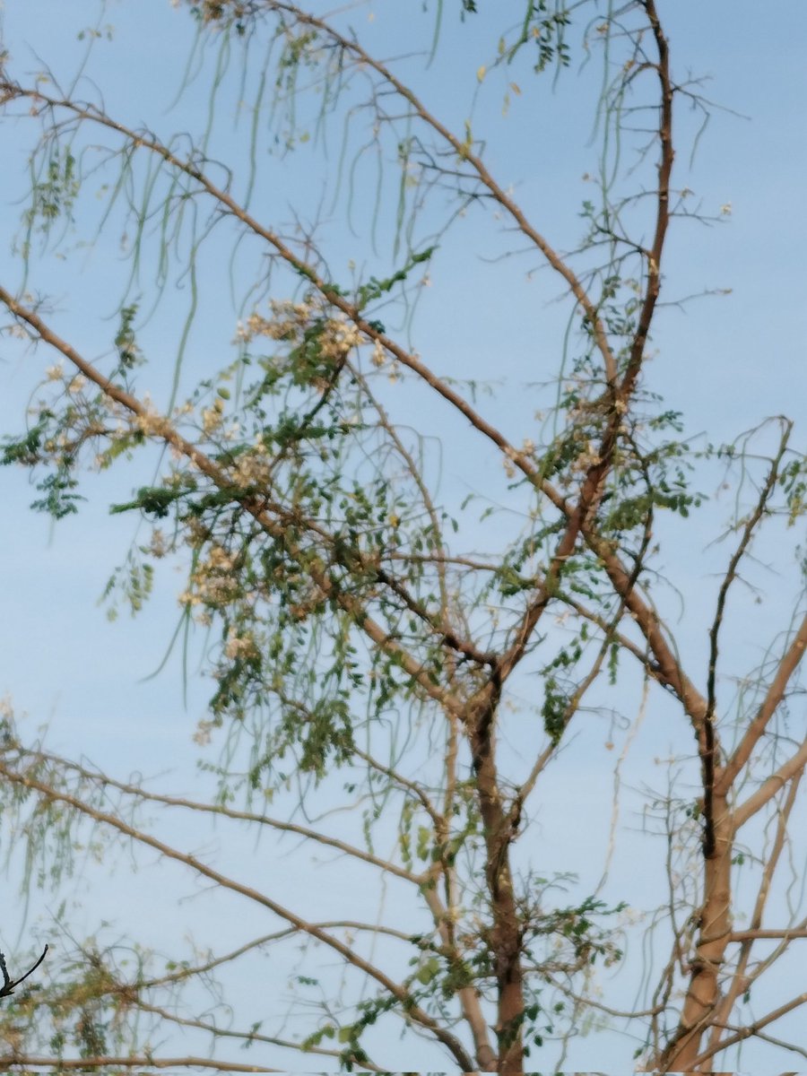 सुप्रभात 🙏 
ये कौनसा पेड़ है?