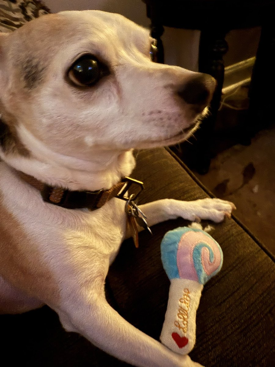 My besties boy Sonny faithfully with his toy watching On Patrol Live!! #OPLiveNation #Oplive