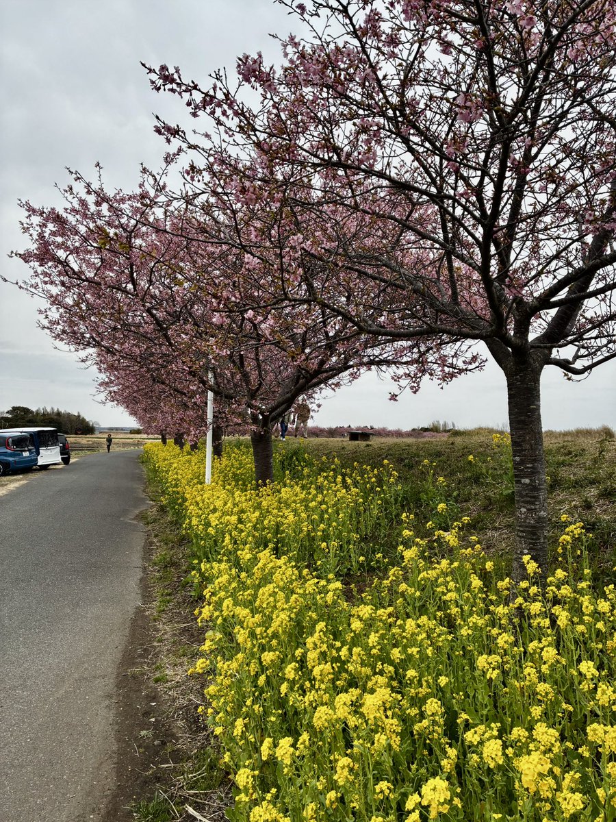 Hazime332's tweet photo. 曇りだけど #木戸川の河津桜 リベンジ成功🌸

#ツーリング #Honda #HondaBike #クロスカブ #CrossCub #크로스커브 #CUB #千葉県民ライダー #バイクが好きだ #TANAX #タナ友 #tourshellcase #CHIGEE #Smartridemonitor #旭風防 #ZETA #cub工房 #高幡モータース #カブヌシ #カムフラグリーン隊 https://t.co/fkgE8YVcHf