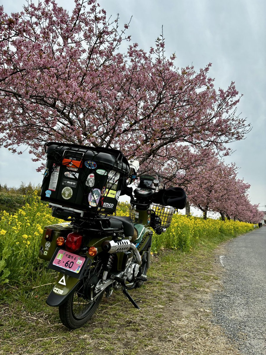Hazime332's tweet photo. 曇りだけど #木戸川の河津桜 リベンジ成功🌸

#ツーリング #Honda #HondaBike #クロスカブ #CrossCub #크로스커브 #CUB #千葉県民ライダー #バイクが好きだ #TANAX #タナ友 #tourshellcase #CHIGEE #Smartridemonitor #旭風防 #ZETA #cub工房 #高幡モータース #カブヌシ #カムフラグリーン隊 https://t.co/fkgE8YVcHf