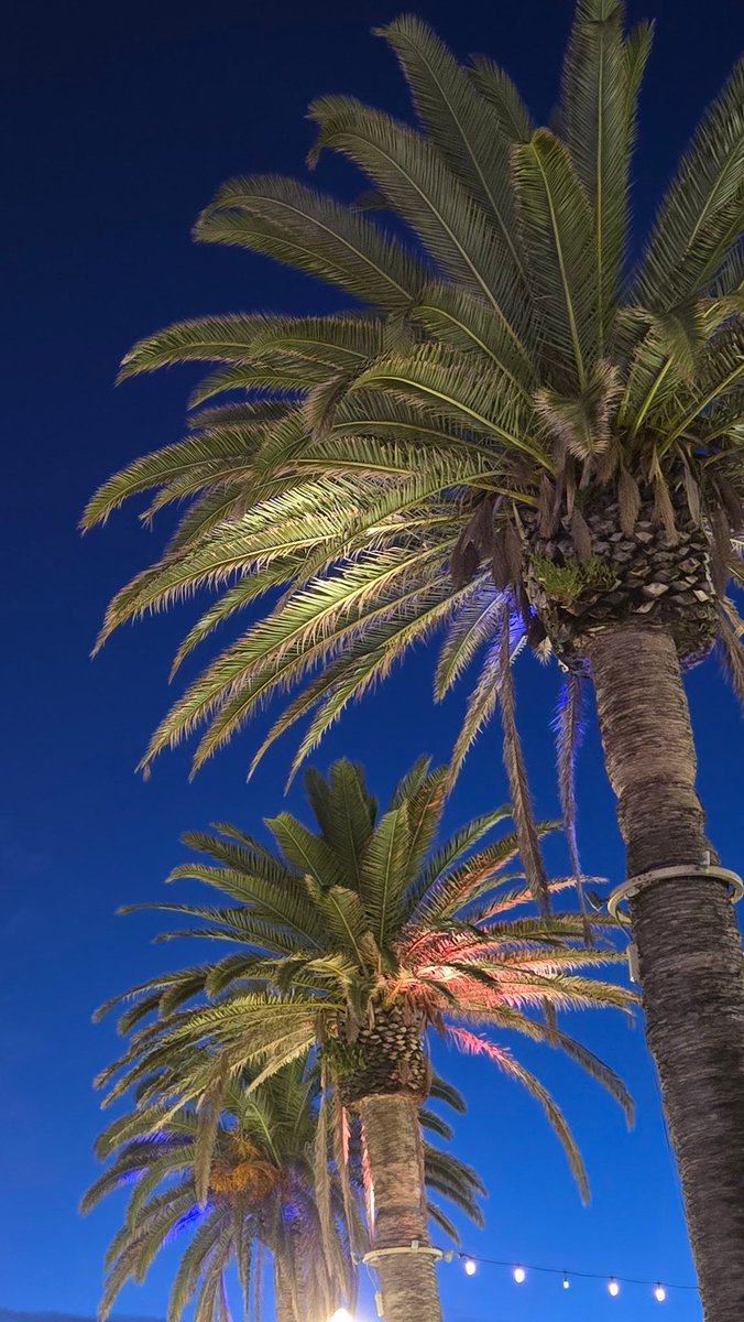 The advantage of being Tasmanian is that I can brave the cold to dine outside and have this be my view #bajasharkeez #hermosabeach #travel #palmtrees