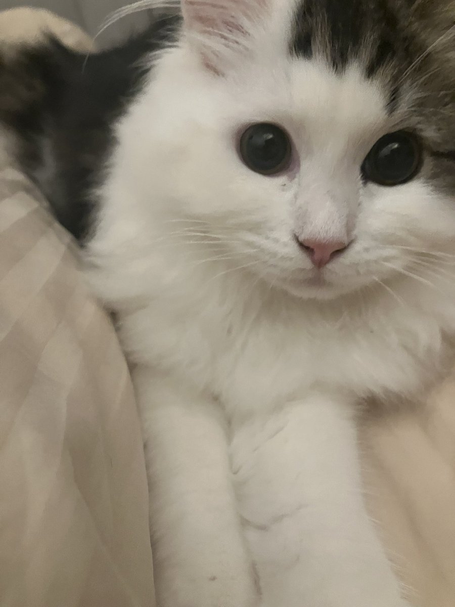 pipe_siberian's tweet photo. きゅるきゅるの目
#猫
#猫のいる暮らし 
#猫好きさんと繫がりたい 
#サイベリアン https://t.co/yMMGtCTB4k