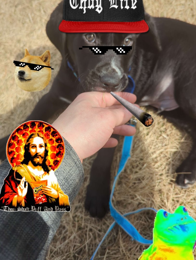 hueman1234_'s tweet photo. dank $MLG gamer dog https://t.co/hYCpOJ5lxs