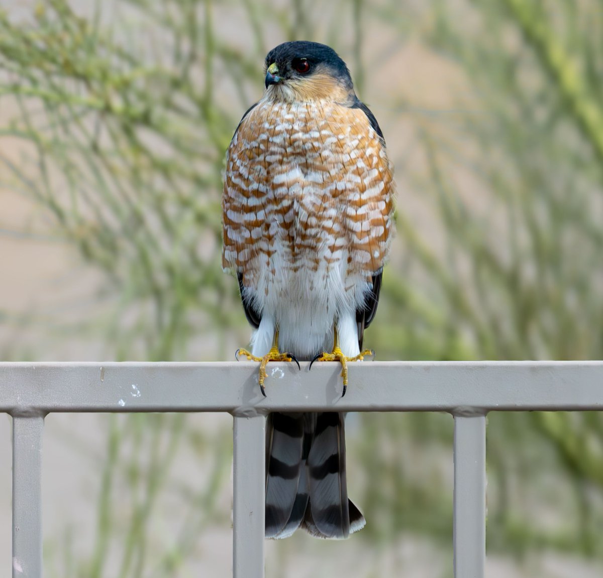GeronimoTravel's tweet photo. Cooper's Hawk #birdphotography #naturephotograhpy #Phoenix https://t.co/QMzMbVkJMe