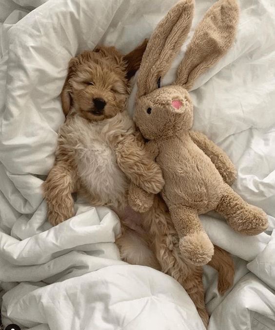 💖 (@twaniimals) on Twitter photo 