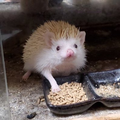 paris_sorry's tweet photo. ハリネズミ片手出しがち https://t.co/zmGgfKJq41