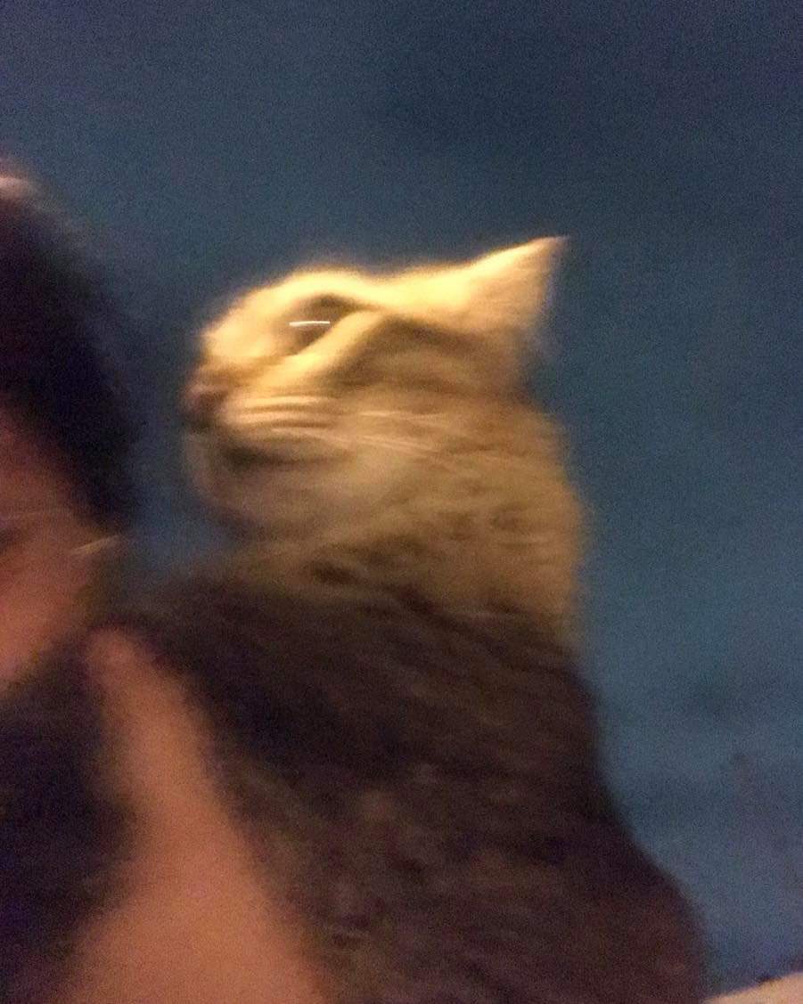 i_am_manv's tweet image. Todos: Saquen lo más importante 
Automáticamente yo: 

#Sismo  #Temblor