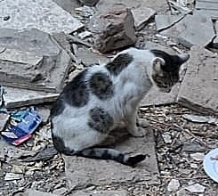 LeastTwit's tweet photo. @AnimalFriendsAF Please help these poor babies if you can https://t.co/pe3dBhQBFv