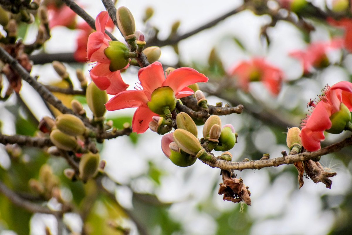 janeshwer's tweet image. #HappyHoli
#Semal 
#SilkCottonTree