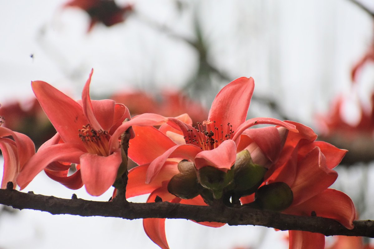 janeshwer's tweet image. #HappyHoli
#Semal 
#SilkCottonTree