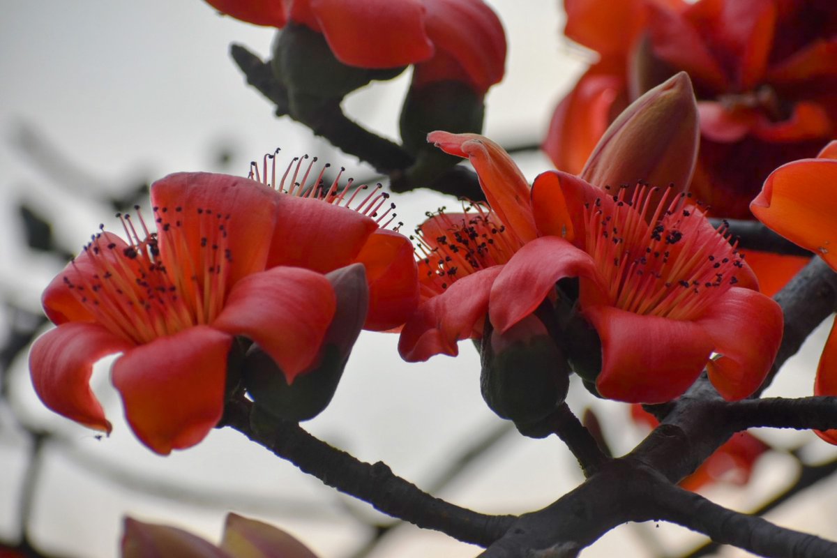 janeshwer's tweet image. #HappyHoli
#Semal 
#SilkCottonTree