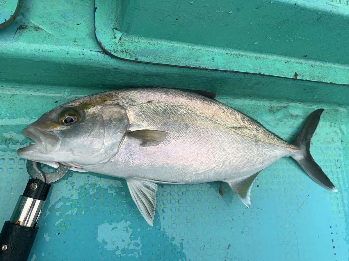 久々に〜🛥️🎣

DAISOメタルジグ80gで
カンパチ　釣れました🐟🐟

南房総、最高😊