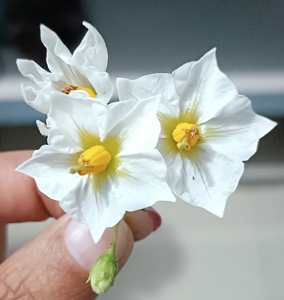 CA_Ravi_Dhanraj's tweet image. This is #rarest flower. Name it.