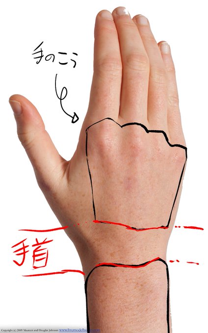 実は、手ってこうなってるんすよねぇ…(多分) 