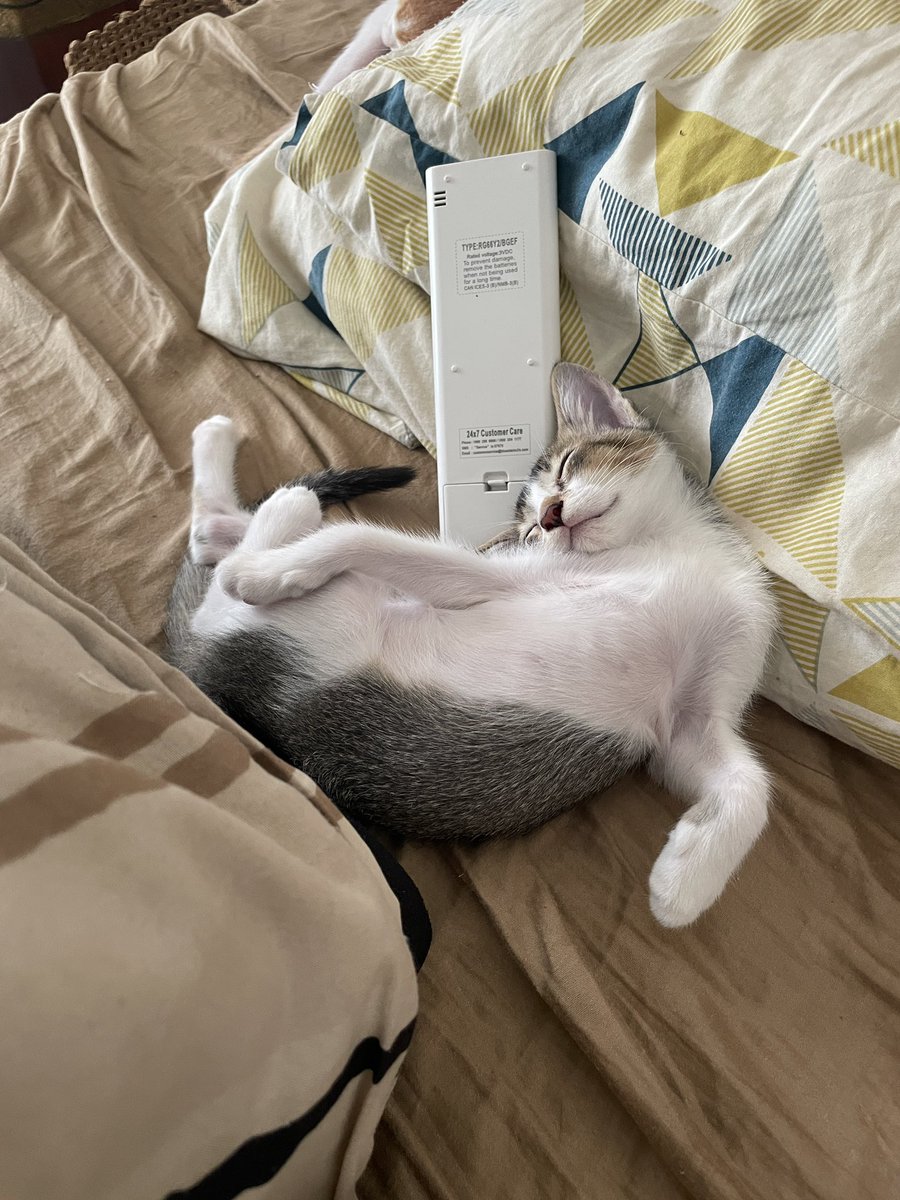 shreyaraman18's tweet photo. 2025 began with the building cat we were feeding giving birth in our house. The cutest sweetest 4 babies were born but two are yet to find nice homes. Meet Imli and Gundi! They are playful, sweet, vaccinated and dewormed. If anyone in Goa wants these sweetoos, pls msg https://t.co/cxenvQJBnr