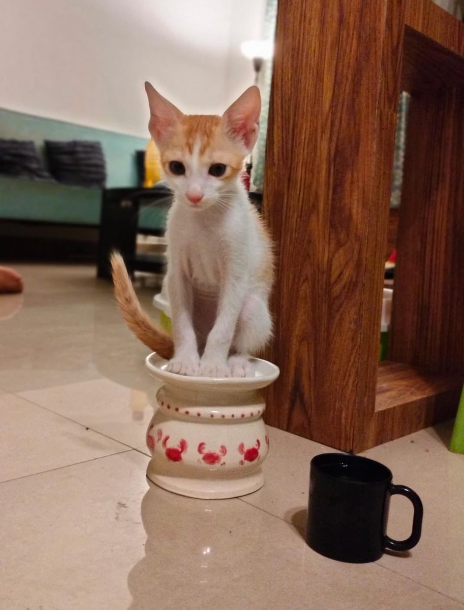 2025 began with the building cat we were feeding giving birth in our house. The cutest sweetest 4 babies were born but two are yet to find nice homes. Meet Imli and Gundi! They are playful, sweet, vaccinated and dewormed. If anyone in Goa wants these sweetoos, pls msg