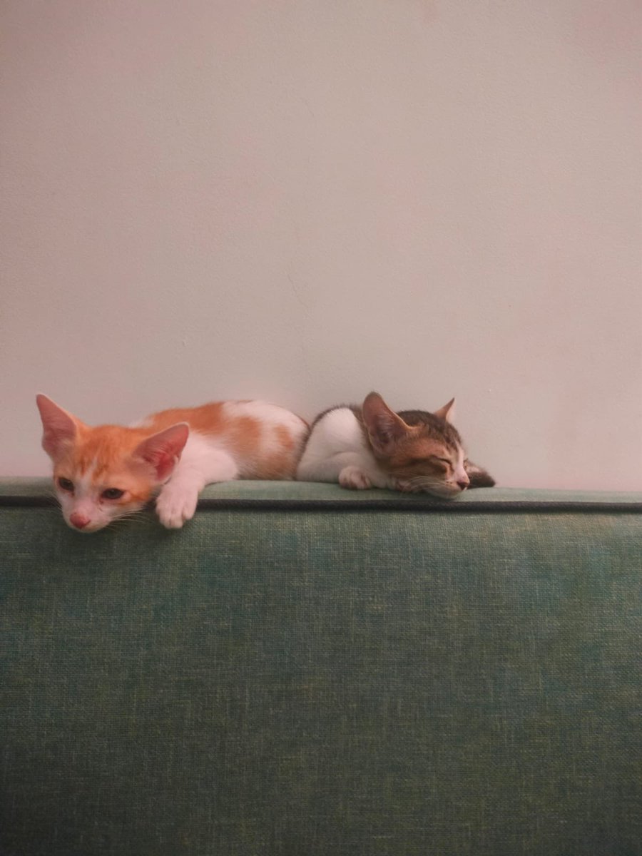 shreyaraman18's tweet photo. 2025 began with the building cat we were feeding giving birth in our house. The cutest sweetest 4 babies were born but two are yet to find nice homes. Meet Imli and Gundi! They are playful, sweet, vaccinated and dewormed. If anyone in Goa wants these sweetoos, pls msg https://t.co/cxenvQJBnr