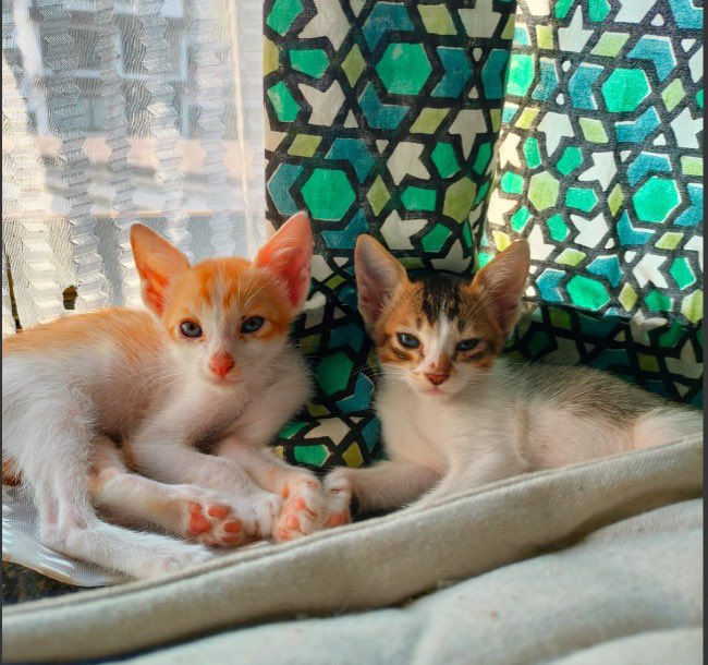 shreyaraman18's tweet photo. 2025 began with the building cat we were feeding giving birth in our house. The cutest sweetest 4 babies were born but two are yet to find nice homes. Meet Imli and Gundi! They are playful, sweet, vaccinated and dewormed. If anyone in Goa wants these sweetoos, pls msg https://t.co/cxenvQJBnr