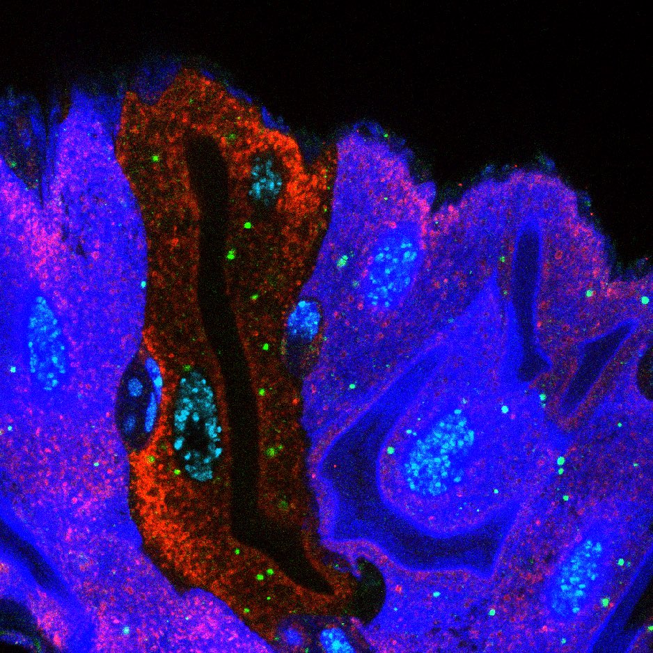 Lucas (@lucas__restrepo) on Twitter photo Forgot to share these earlier for #FluorescenceFriday Forgot to share these earlier for #FluorescenceFriday