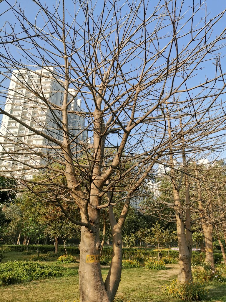DDA District Park, Swatantra Bharat Mill is home to some 20 Baobab trees!
