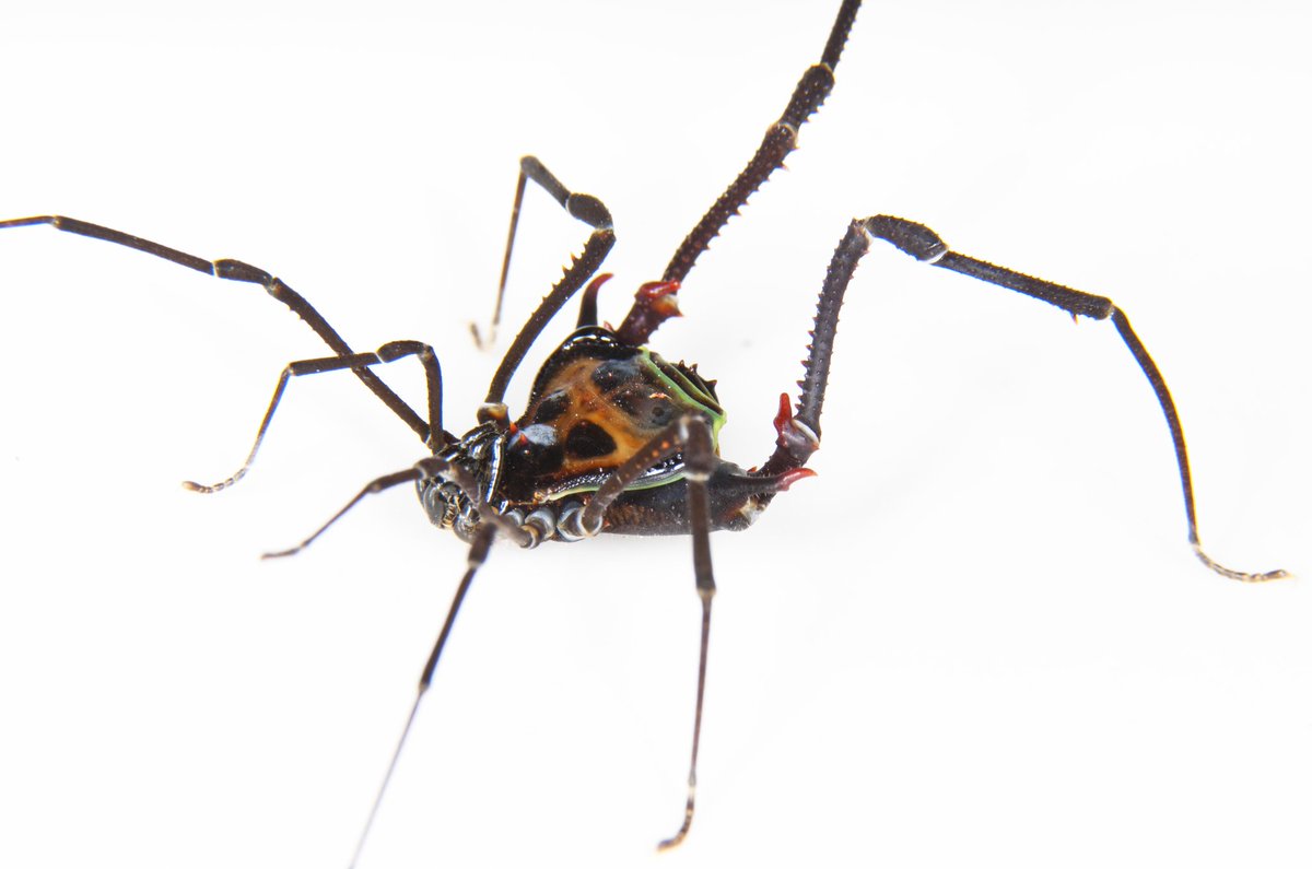 Abel Pérez González tweet media