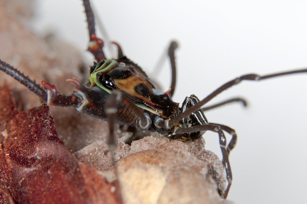 Abel Pérez González tweet media