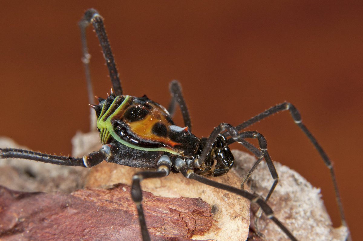 Male and female of the opilionid Sadocus polyacanthus  photographed near Lake Moquehue, Neuquén, Argentine Patagonia. Species Sadocus are among the largest and most colorful opilionids. Lake Moquehue marks the northernmost limit of this species' distribution in Argentina.
