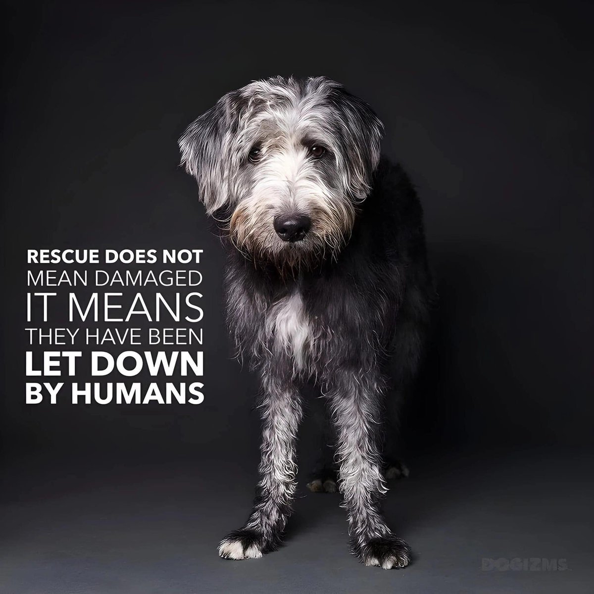 Shelter pets aren’t damaged—they’ve just been let down by humans. Adopting saves lives and gives them the love they deserve. ❤️

🚨 Keep your pets safe! 🚨
✅ License them with the Town of Fort Macleod
✅ Microchip for permanent ID
✅ Keep contact info up to date