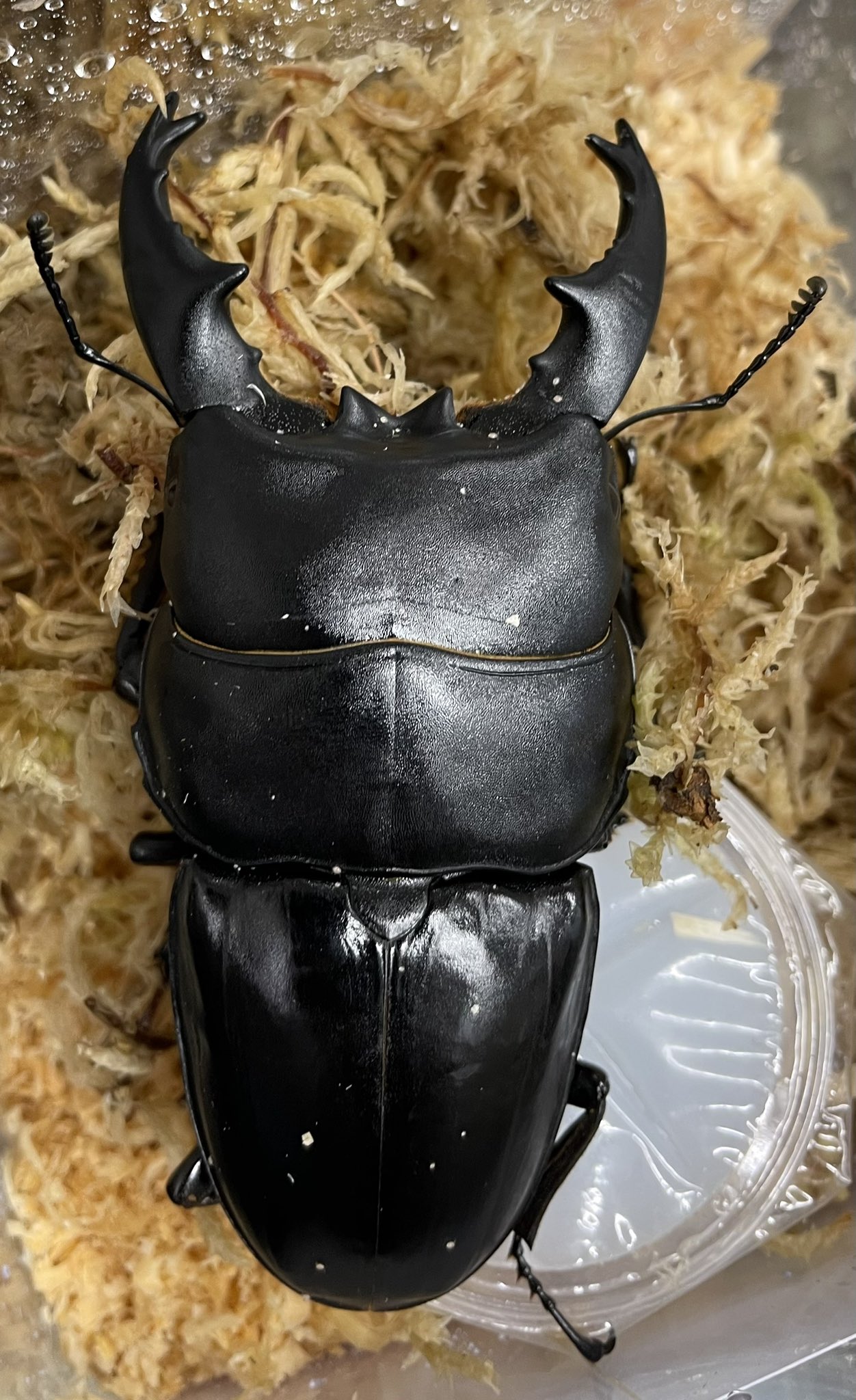 カブト・クワガタ飼育セット (株)フジコン 昆虫飼育用品 S