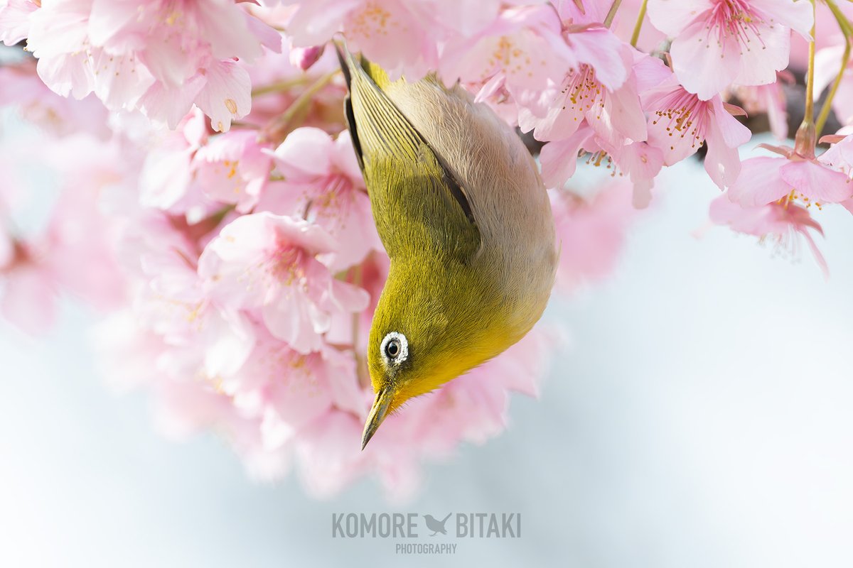 komorebitaki's tweet photo. さくじろ
満開の河津桜に、一羽だけメジロが来ていました。
#野鳥 #野鳥撮影 #野鳥写真 #野鳥観察 #バードウォッチング #メジロ #目白 #河津桜 #カワヅザクラ #NIKON #Z50II #ZTC14X https://t.co/FVsJHgzgu8