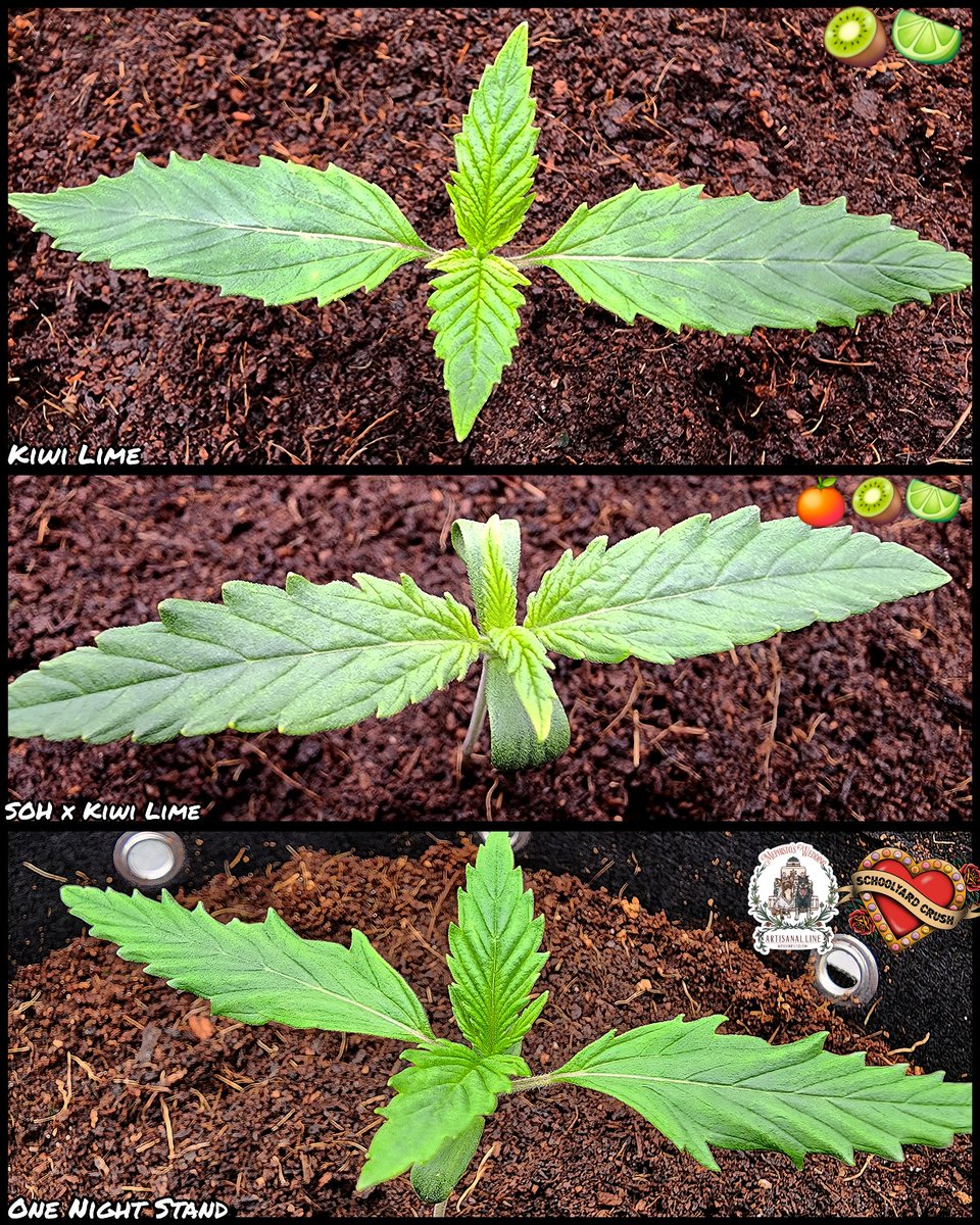 stealthmode204's tweet photo. Day 7 - first week is done, not much to do for a bit yet. 

#remonutrients #growtent #homegrow #autoflowers #cannabis #cannabiscommunity #microgrowery #indoorgrow #showyourgrow #mephistogenetics #mephtesters #kiwilime #onenightstand https://t.co/MsFHg32Seq