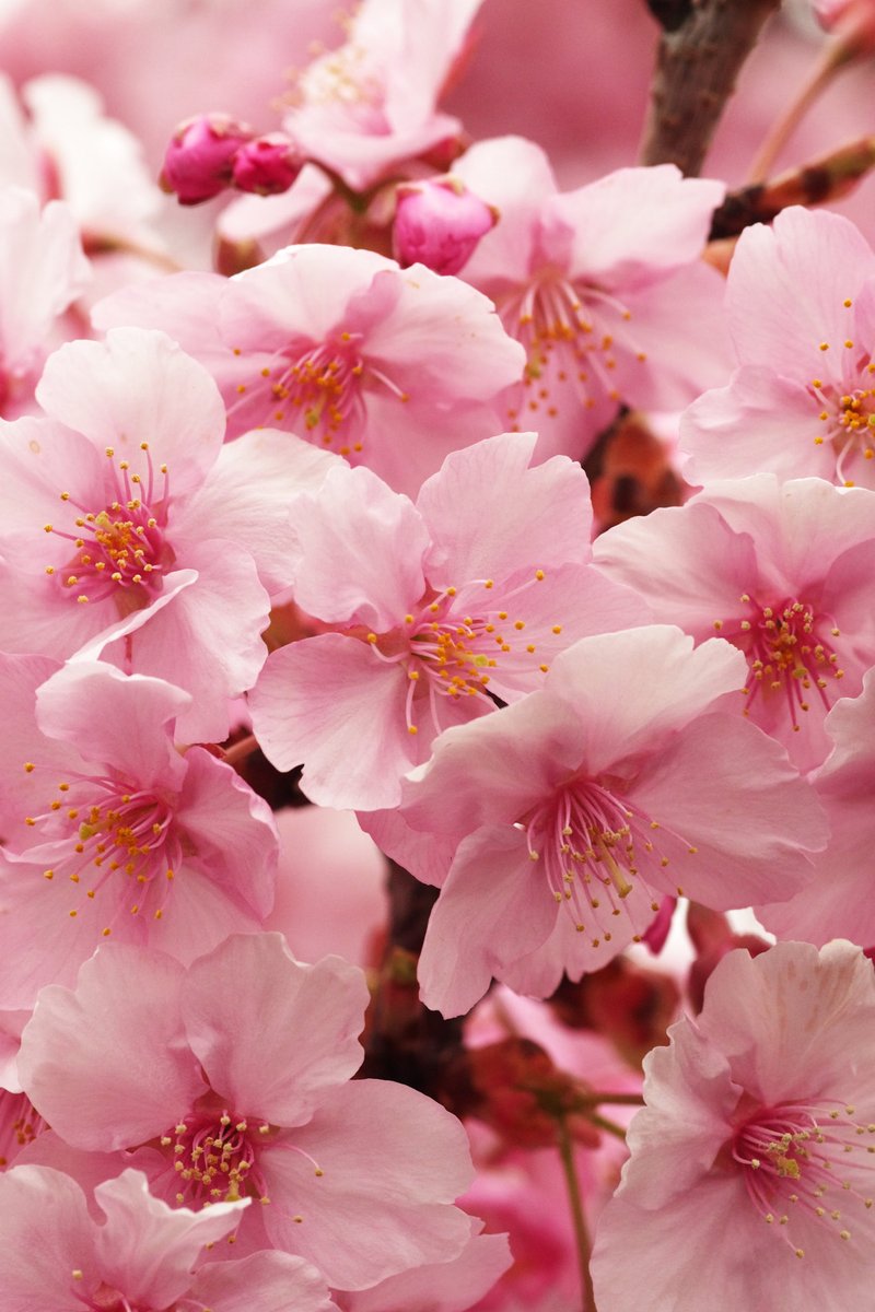mania4009's tweet photo. 河津桜良い感じ
#桜#春 https://t.co/umIKMYTaDv
