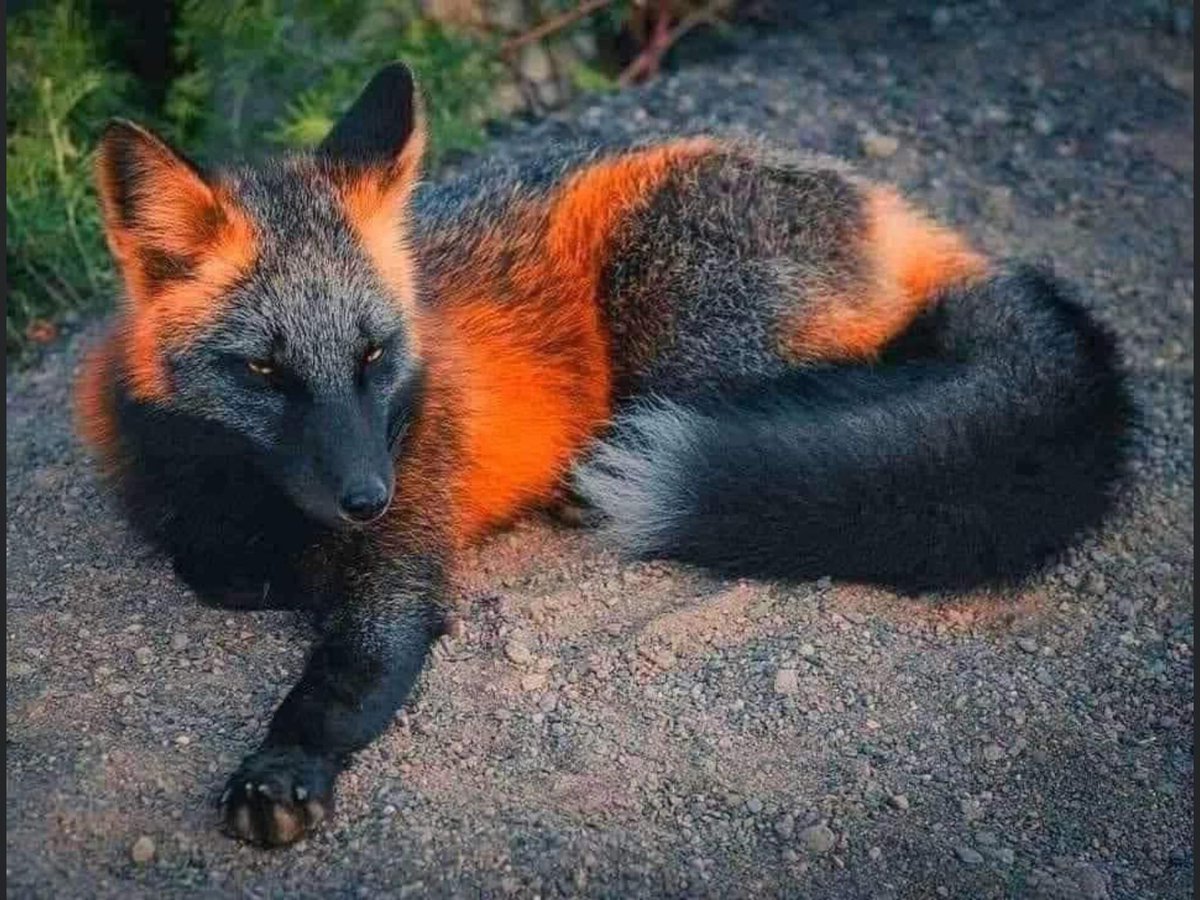 Nature is Amazing ☘️ tweet media