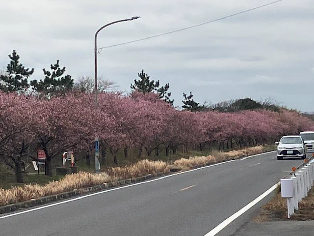 近所の河津桜が満開!解体屋ゲン 