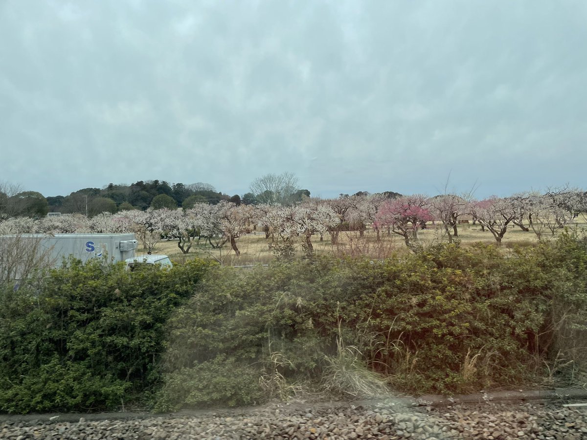 車窓から、梅まつりの臨時駅🌸
偕楽園