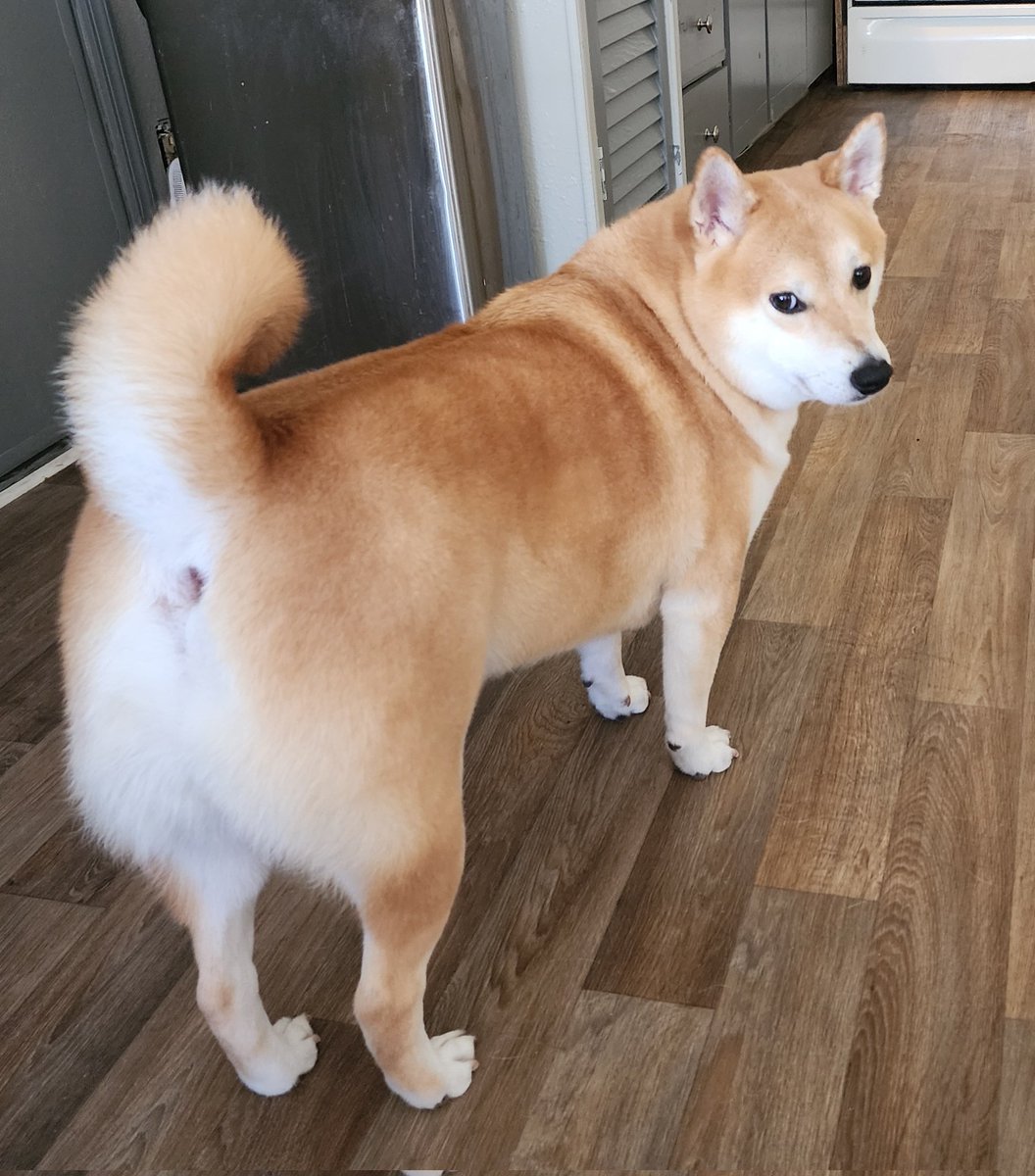 charlene212's tweet photo. @elonmusk Our Shibas https://t.co/Hu1rHHy9bS