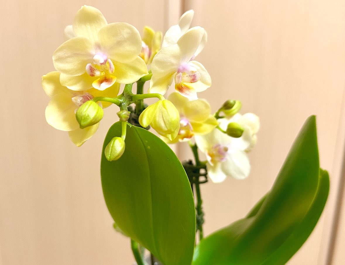 ibuki_nobi2's tweet photo. 春だね。
かわいい🌼*･ https://t.co/7dEwUyktsE